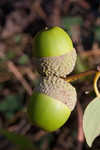 Chestnut oak